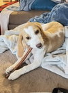 DAISY MAE-Pending Adoption - Photo 5