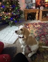 DAISY MAE-Pending Adoption