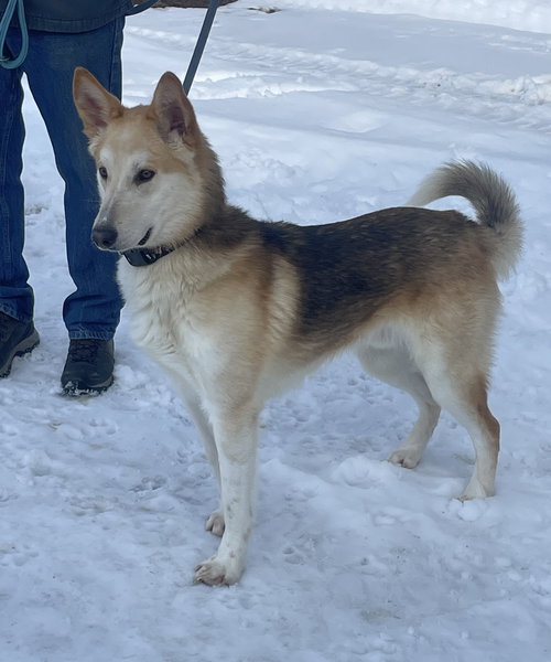 picture of the dog needing adoption