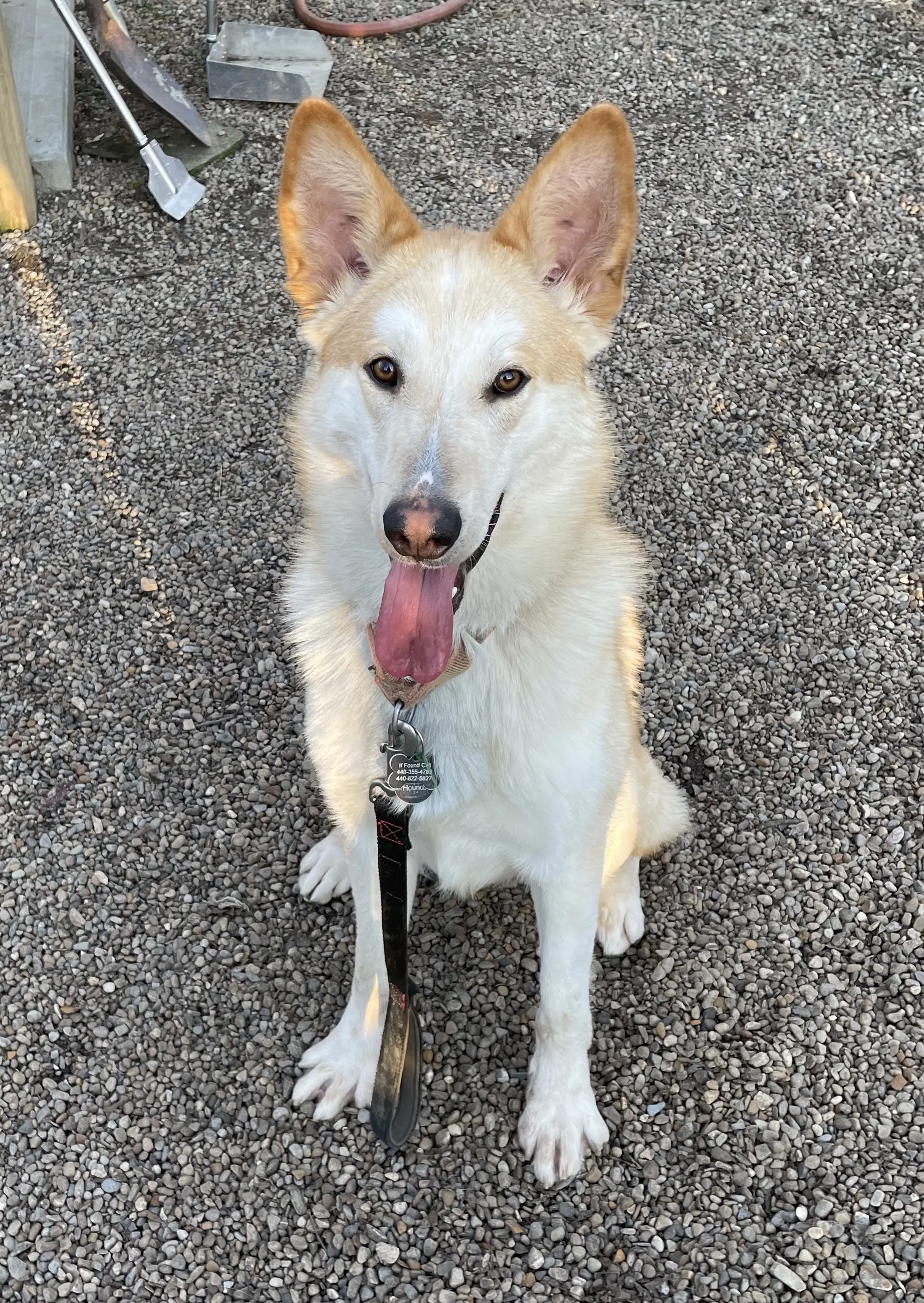 Dodger - German Shepherd Dog