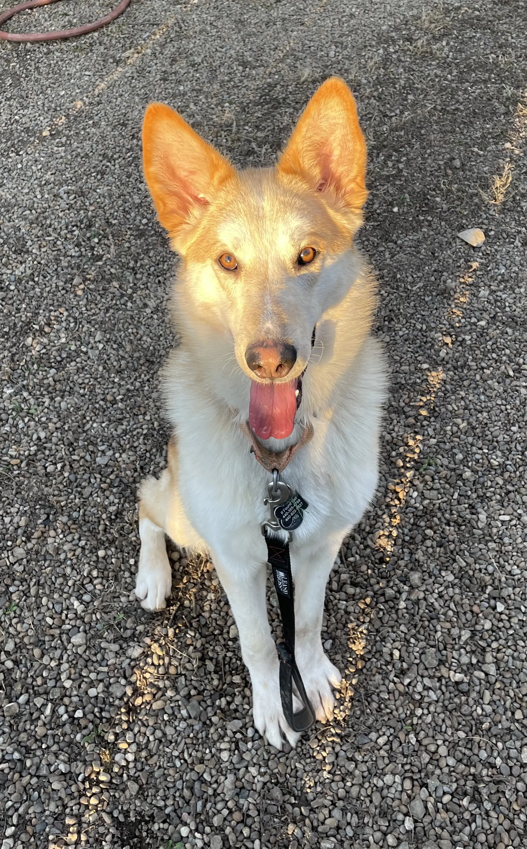 Dodger image 3