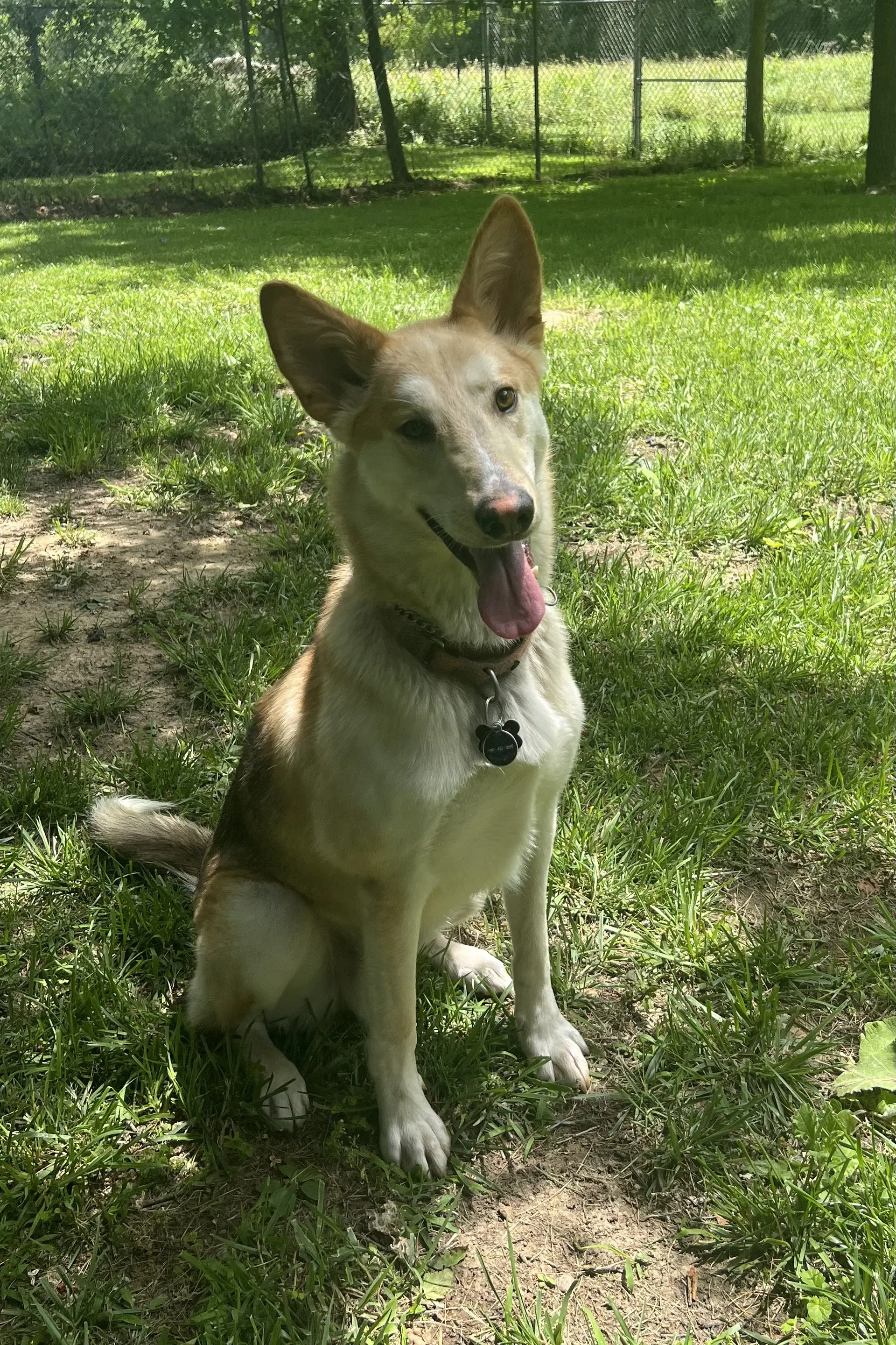 Dodger image 2