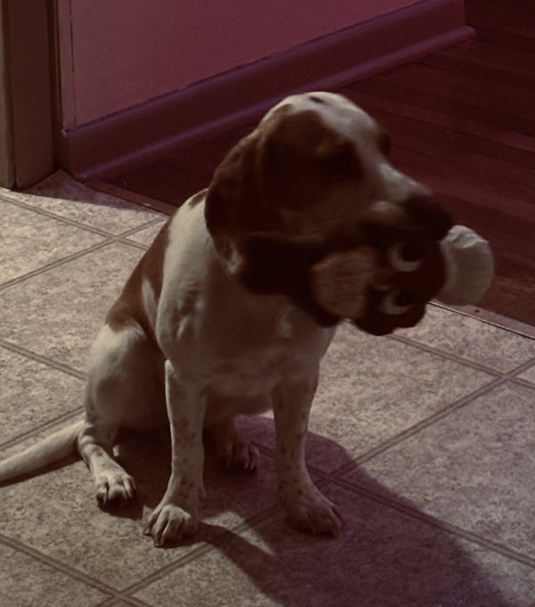 DAISY