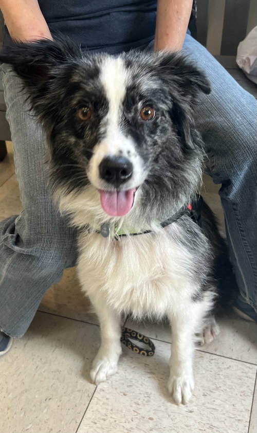 MOLLY-Pending Adoption