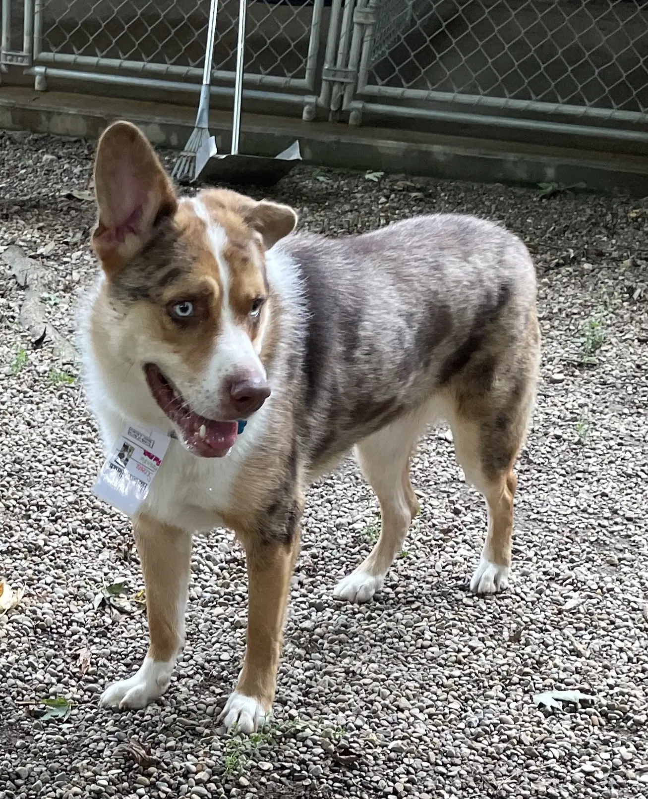 Scooter - Australian Shepherd