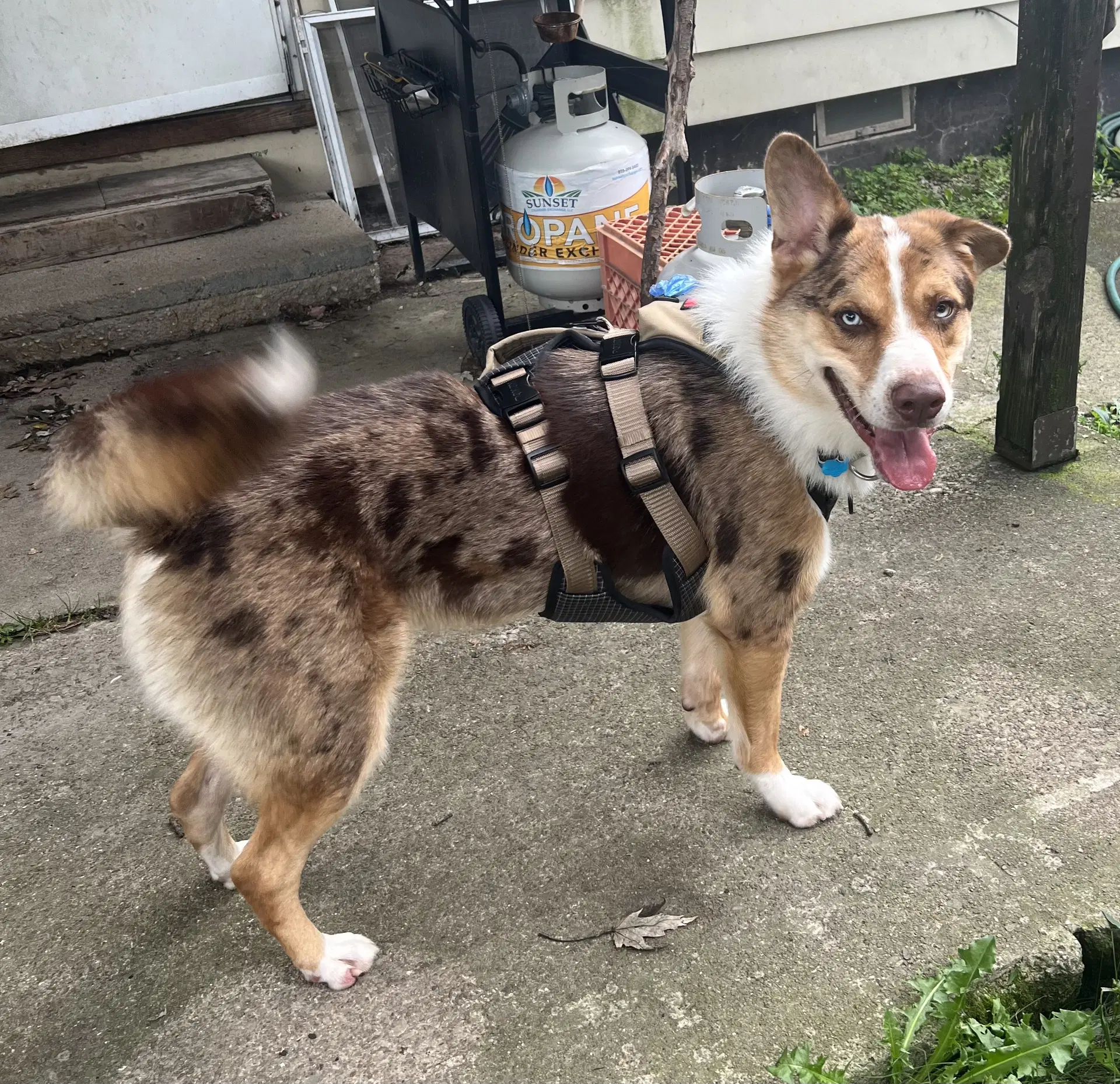 Scooter image 2
