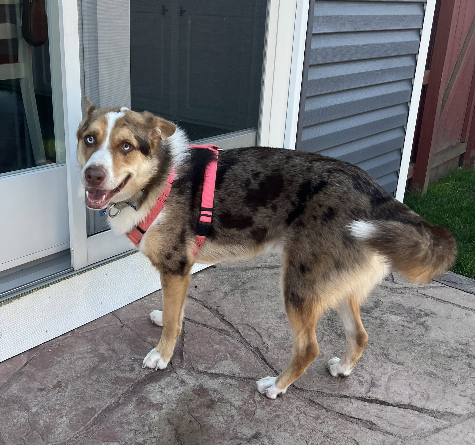SCOOTER, photo 3