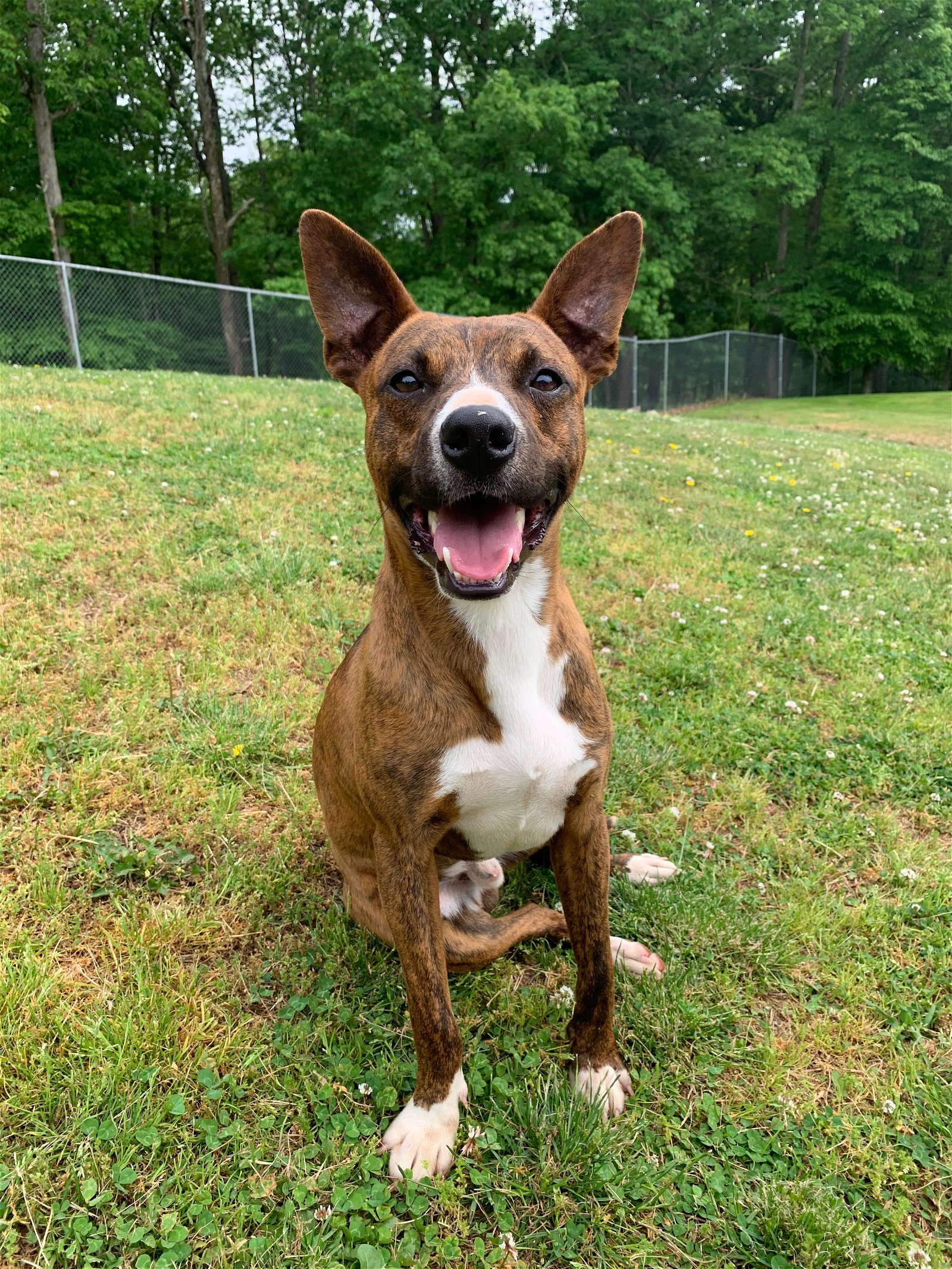 adoptable Dog in Harrisville, WV named Buddy