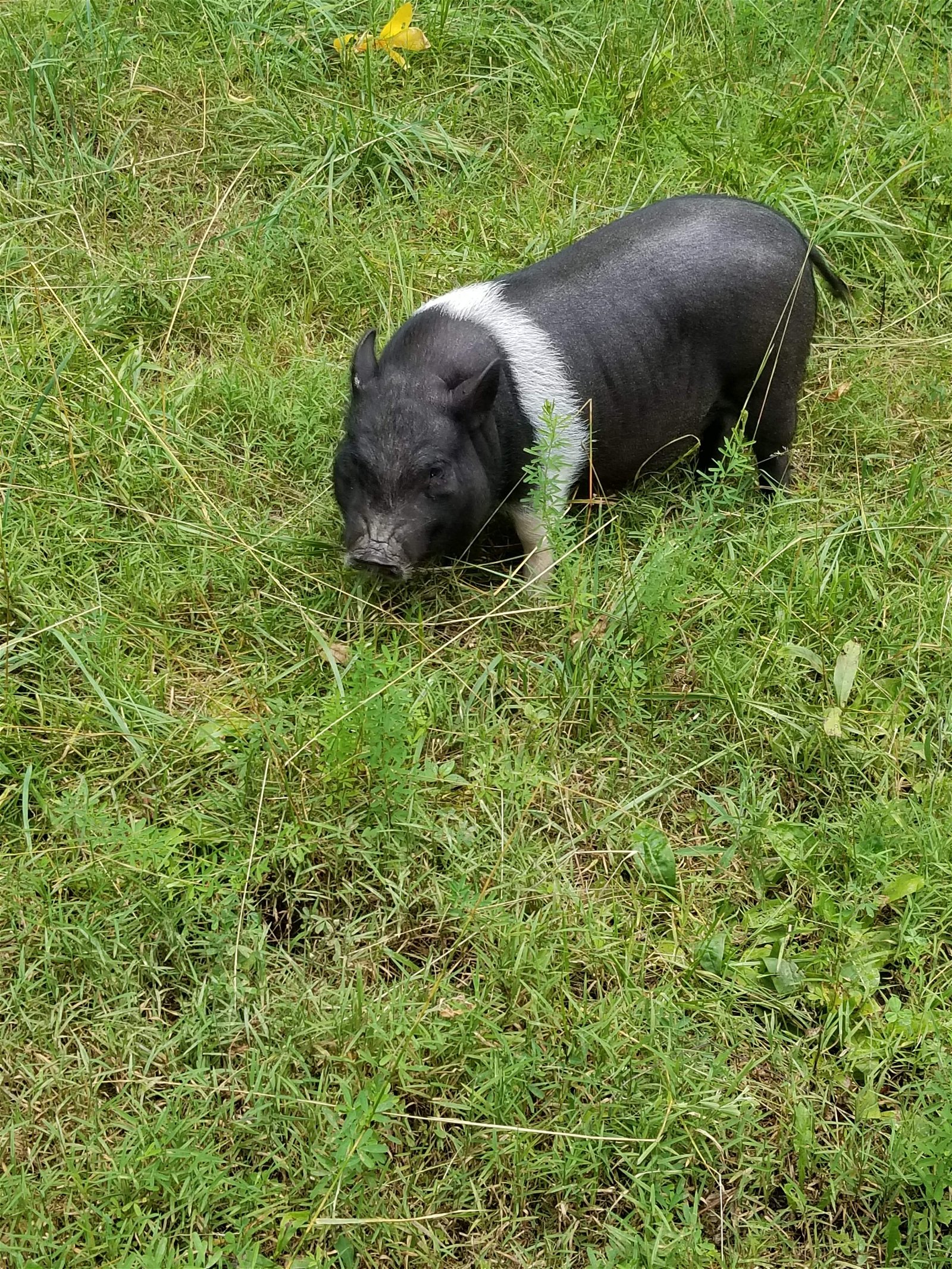 adoptable Pig in Harrisville, WV named Paisley