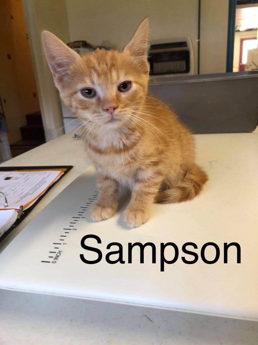 adoptable Cat in Harrisville, WV named Sampson