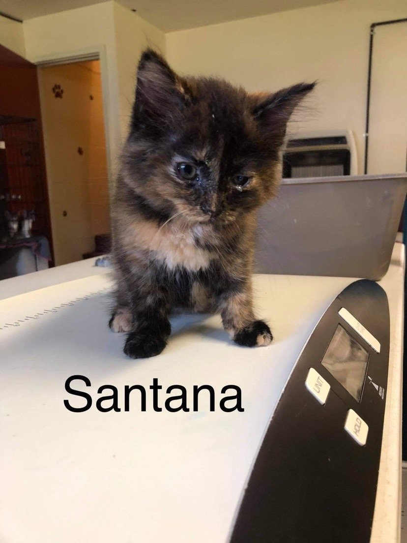 adoptable Cat in Harrisville, WV named Santana