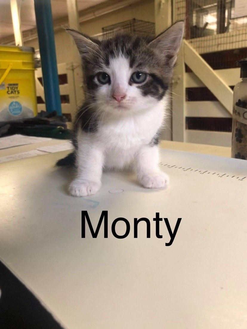 adoptable Cat in Harrisville, WV named Monty