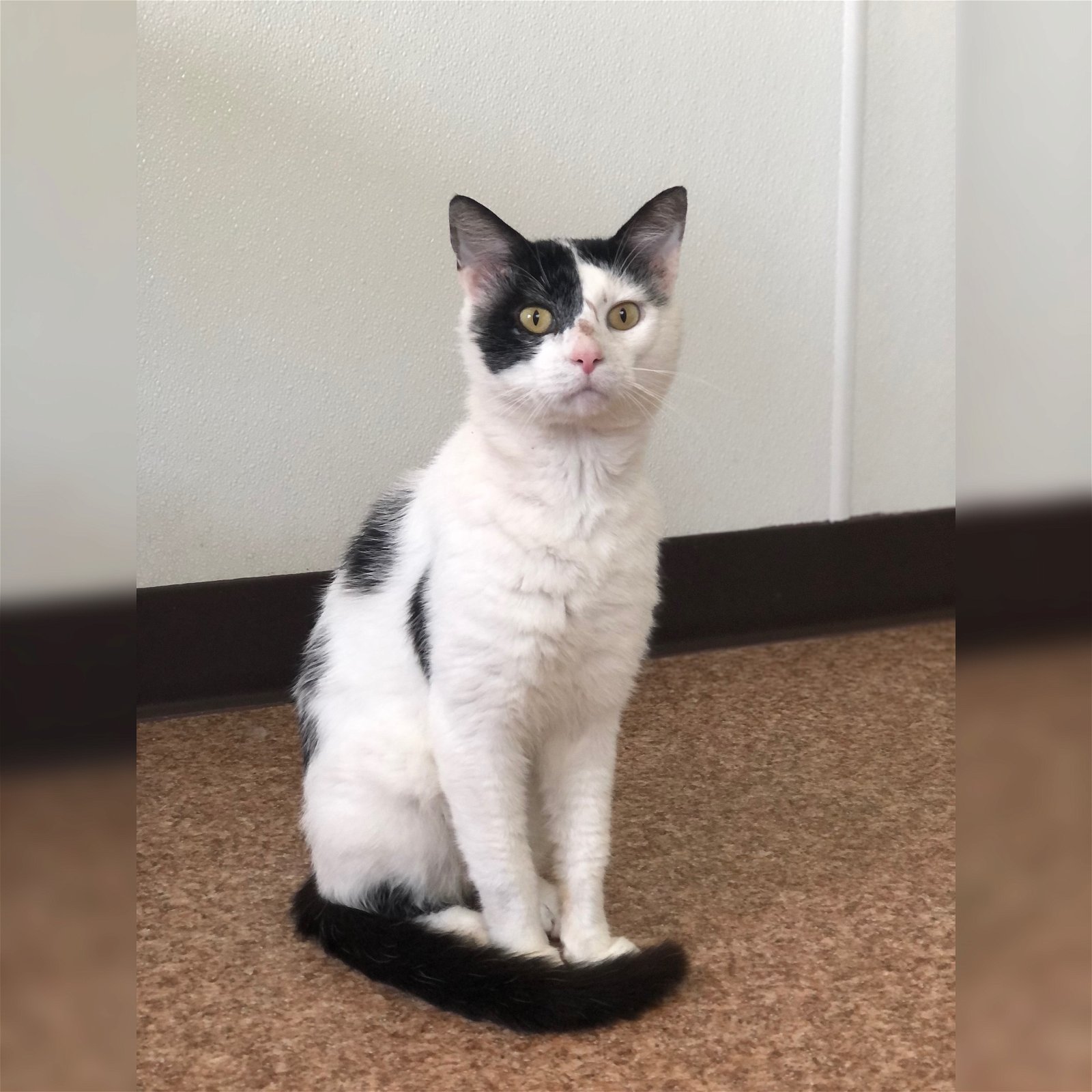 adoptable Cat in Harrisville, WV named Pete