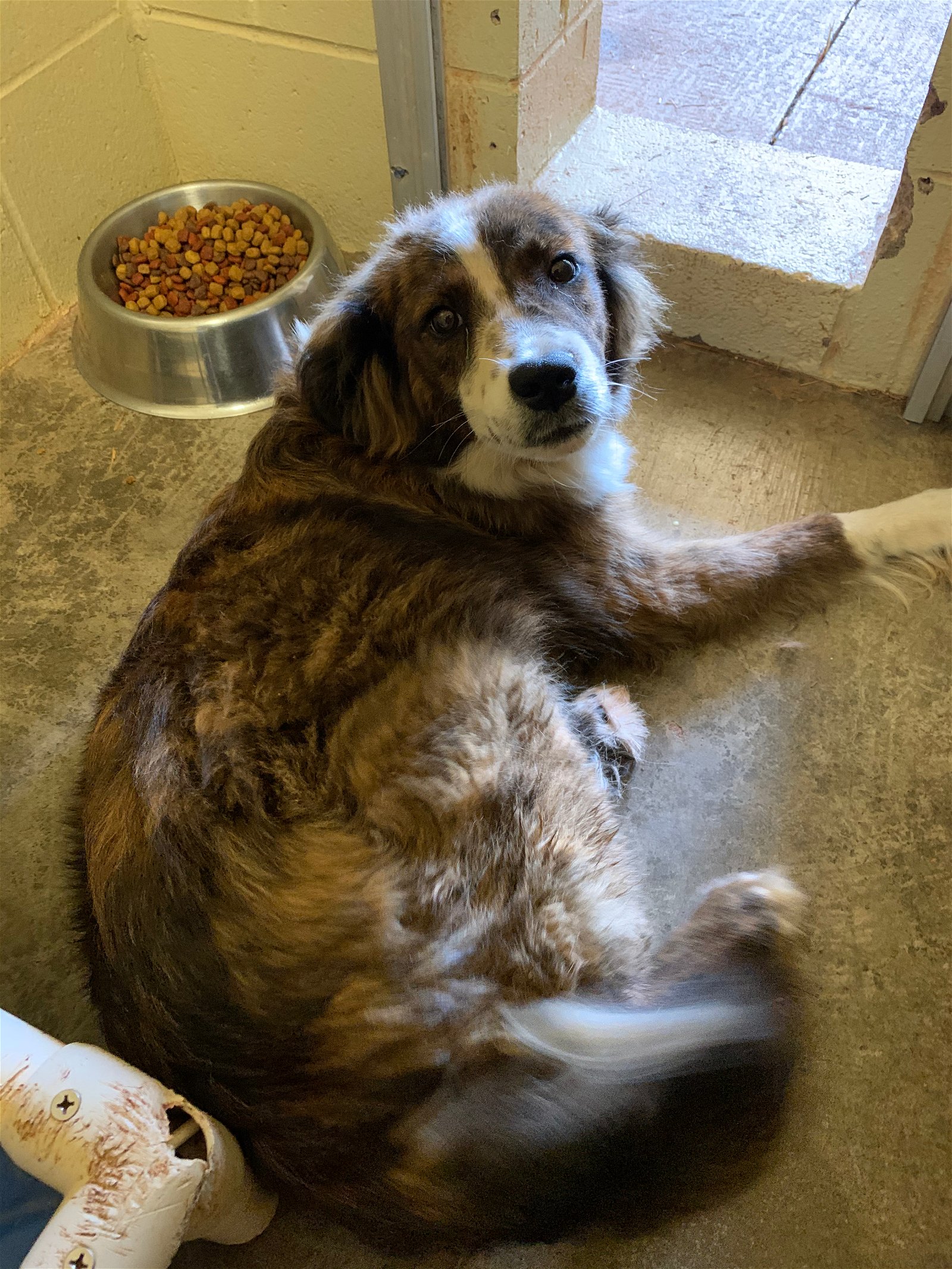 adoptable Dog in Harrisville, WV named Cady