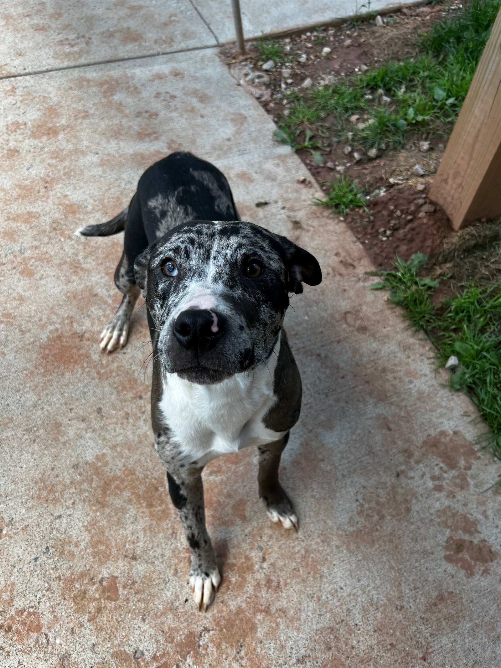 adoptable Dog in Harrisville, WV named Oreo