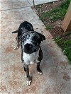 adoptable Dog in harrisville, WV named Oreo