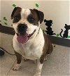 adoptable Dog in harrisville, RI named Sprocket