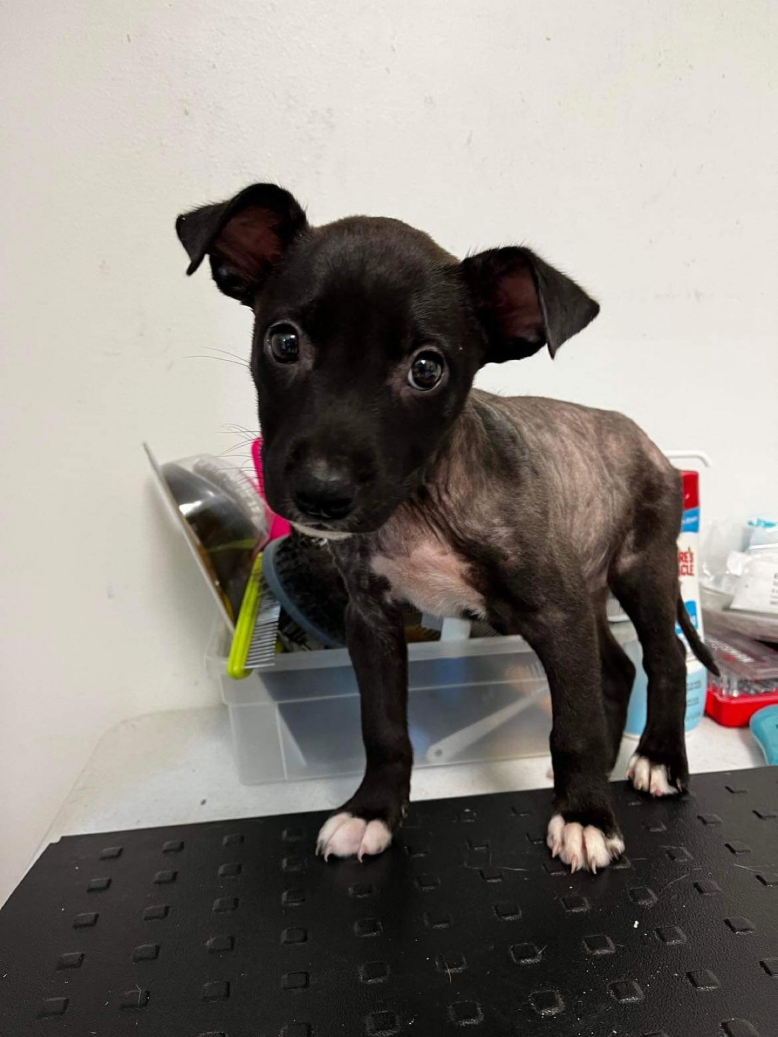 Dog for Adoption Qadesh, a Pit Bull Terrier in Findlay, OH Alpha Paw