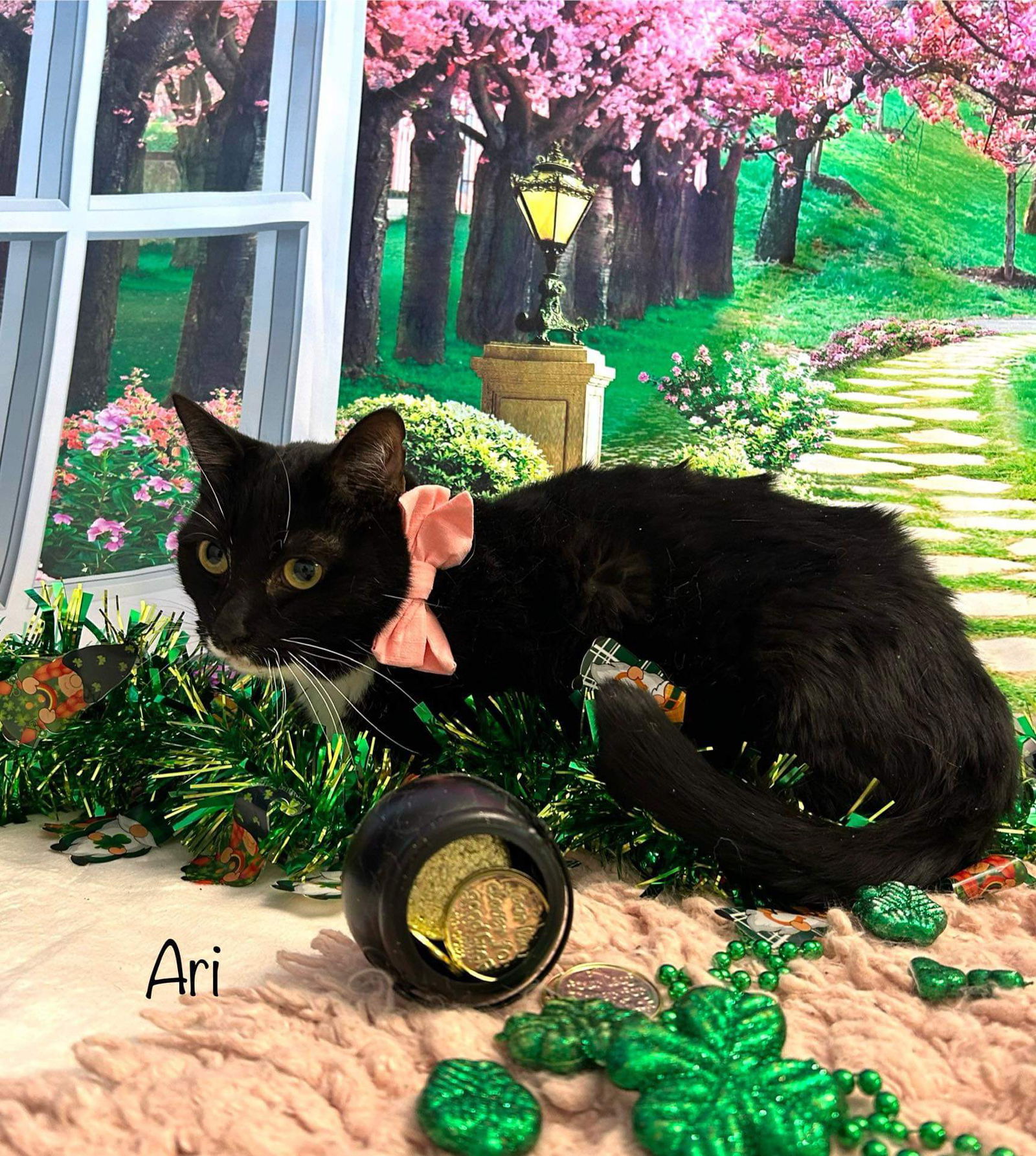 adoptable Cat in Harrisville, WV named Ari