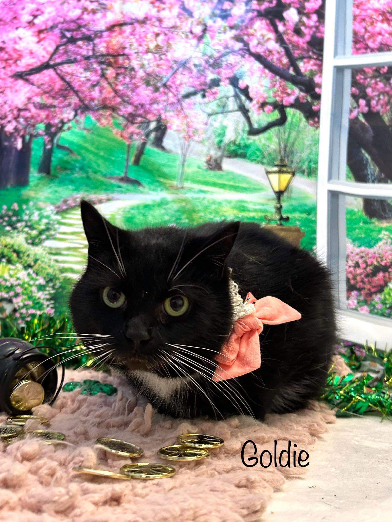 adoptable Cat in Harrisville, WV named Goldie