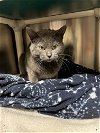 adoptable Cat in , WV named Carly