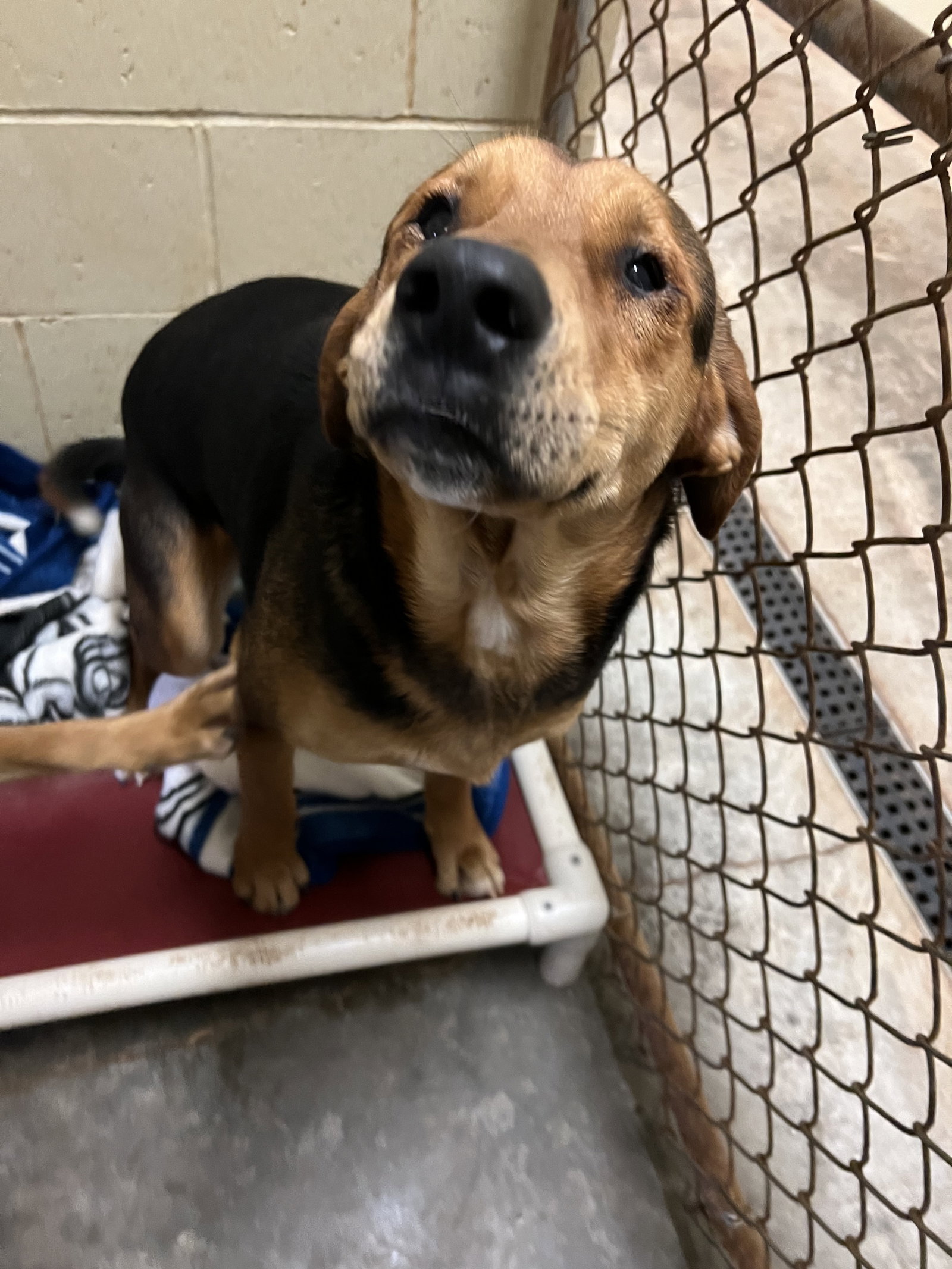 Dog for Adoption Copper, a Hound in Buckhannon, WV Alpha Paw