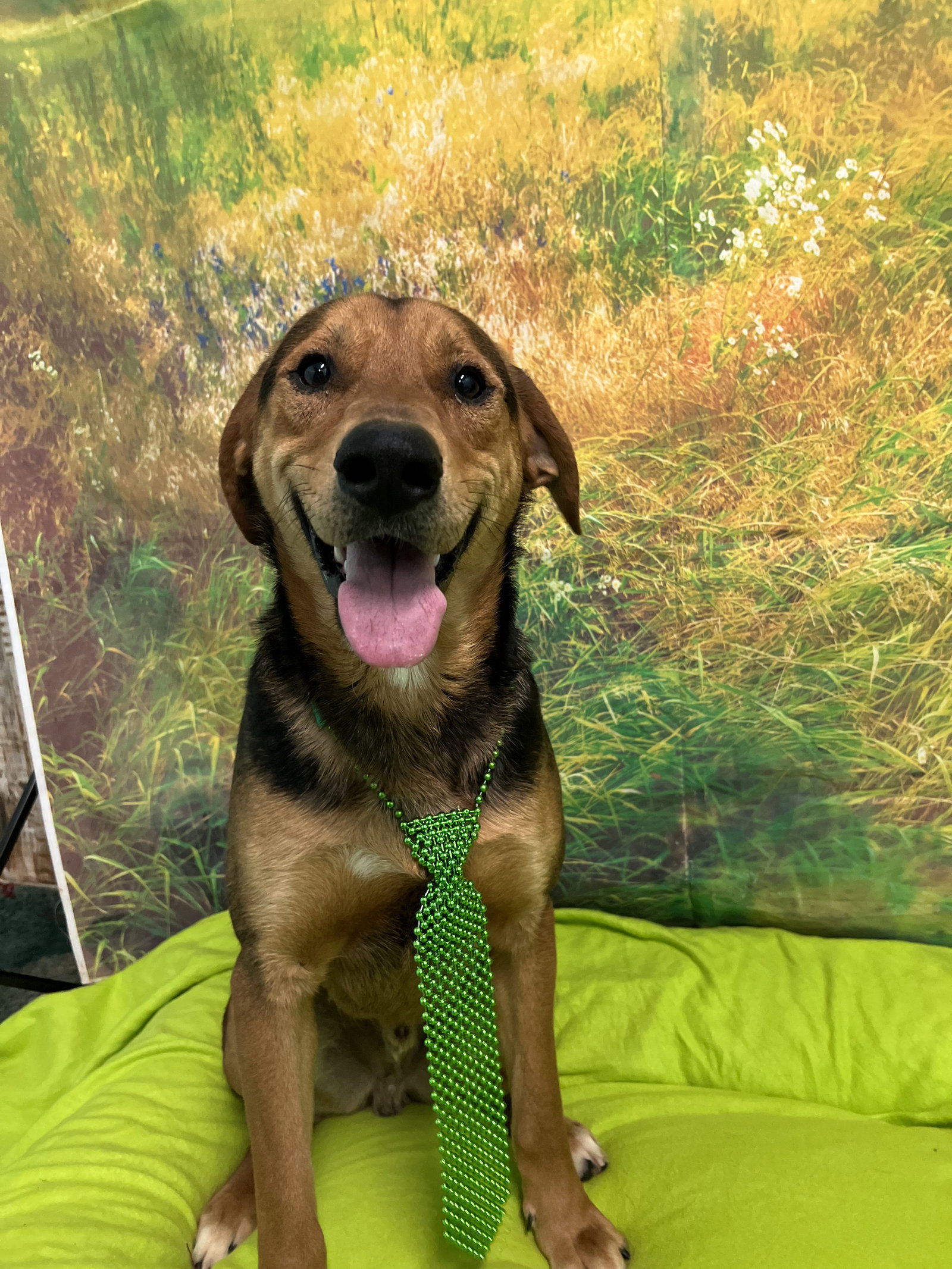 Dog for Adoption Copper, a Hound in Buckhannon, WV Alpha Paw