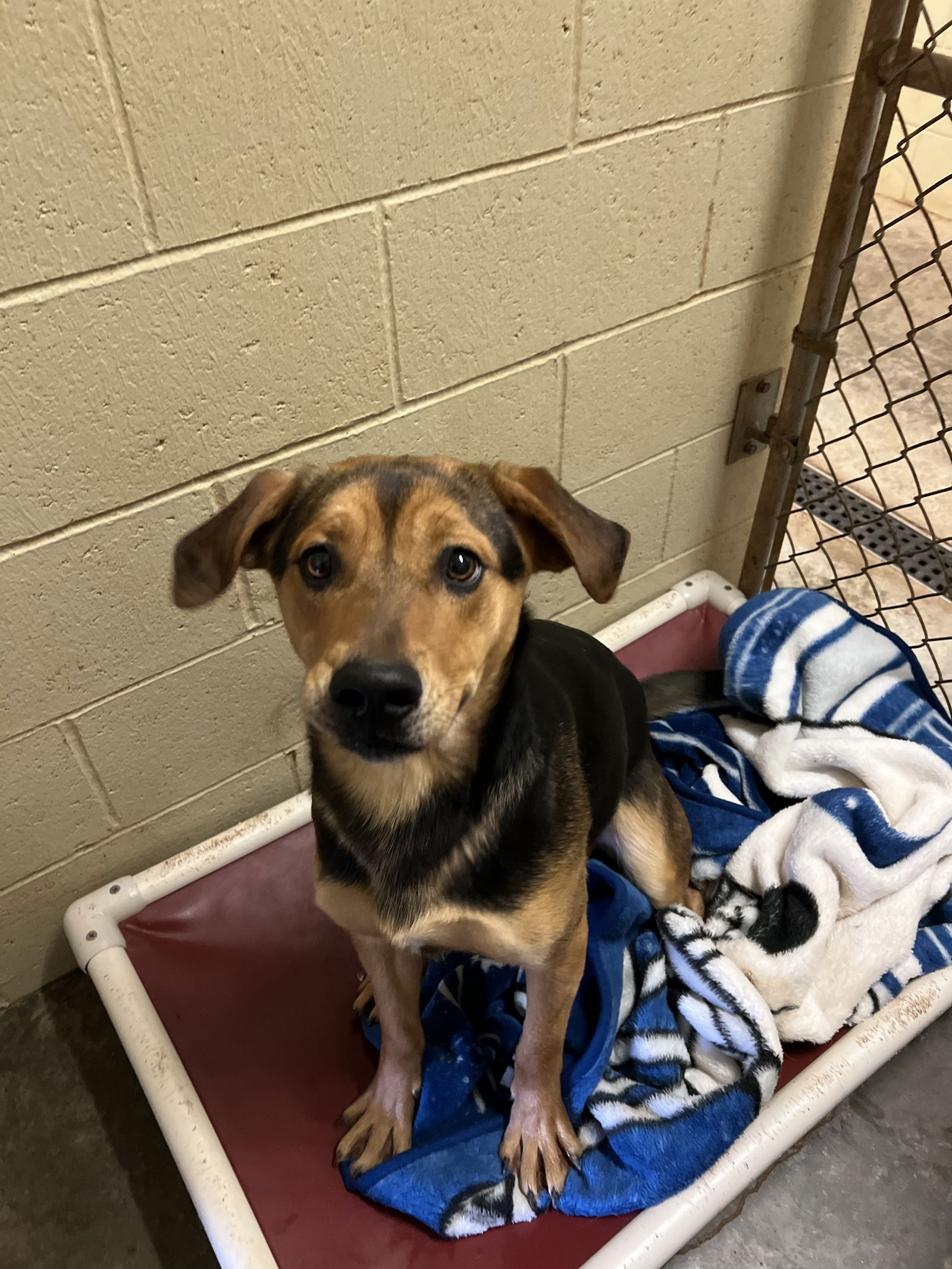 Dog for Adoption - Todd, a Hound in Williamstown, WV | Alpha Paw