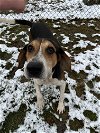 adoptable Dog in , WV named Clyde