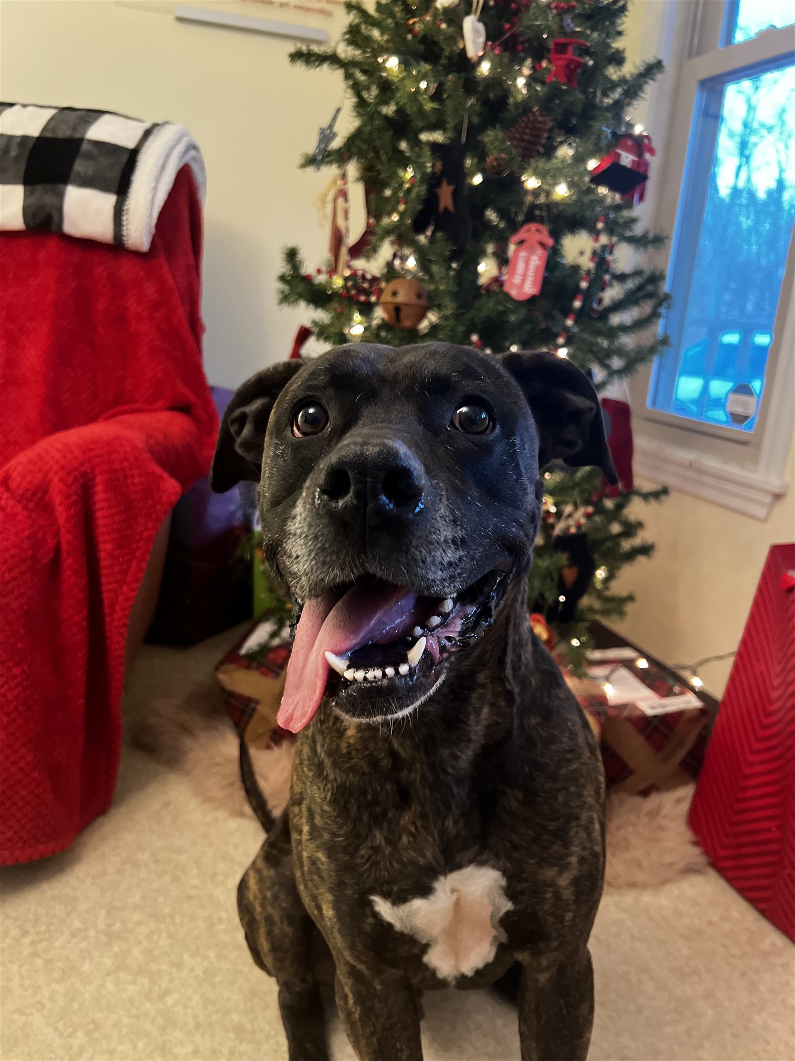 adoptable Dog in Harrisville, WV named Zeus