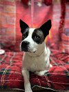 adoptable Dog in harrisville, RI named Ruby