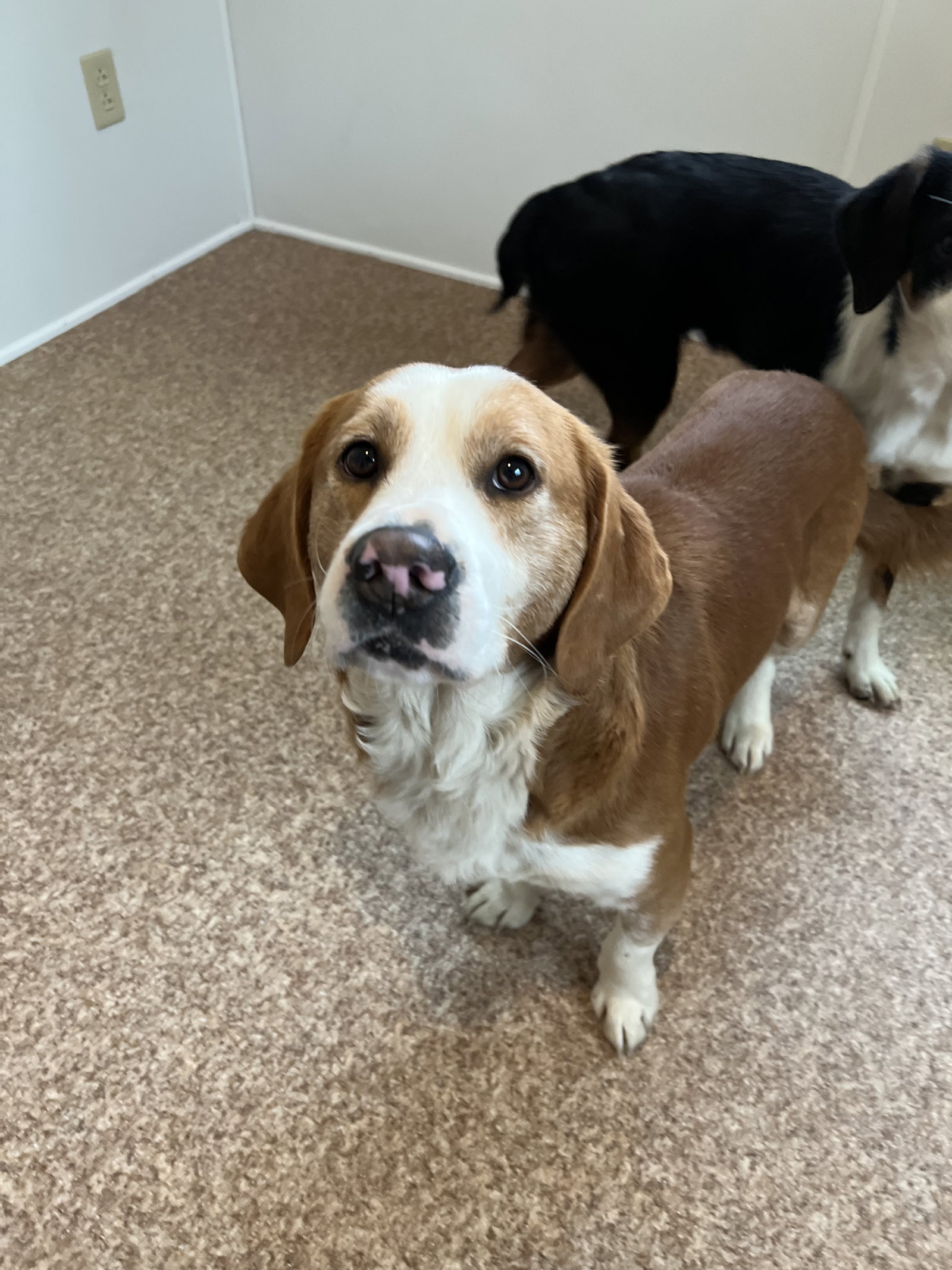 Dog for Adoption Simba, a Basset Hound in Woodsfield, OH Alpha Paw