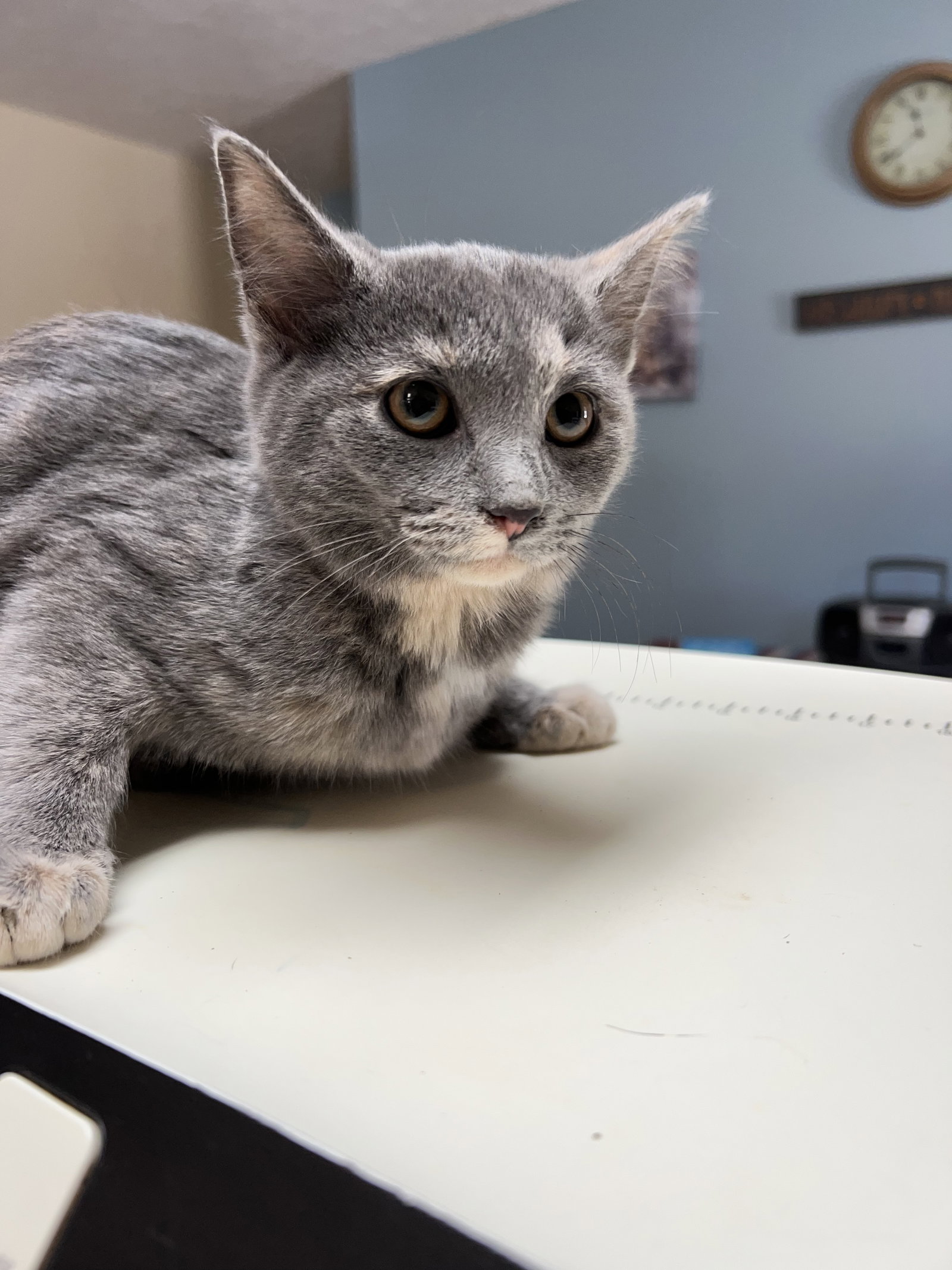 Cats for Adoption in Roane County, West Virginia Alpha Paw