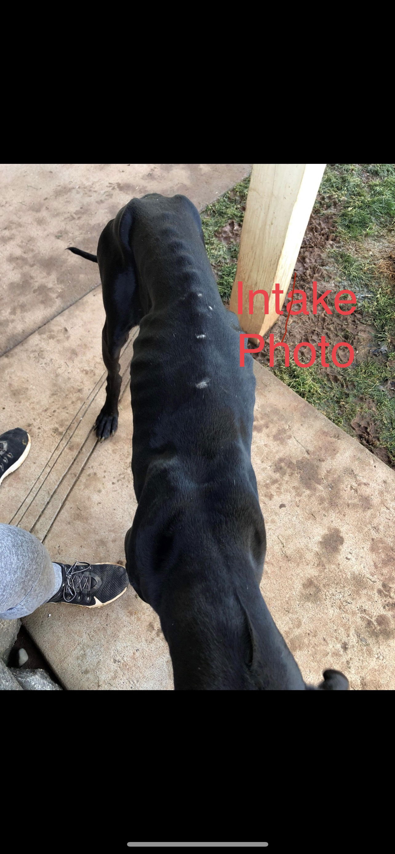 dog-for-adoption-blue-a-great-dane-in-marietta-oh-alpha-paw