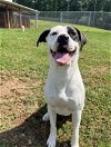adoptable Dog in harrisville, WV named Riley