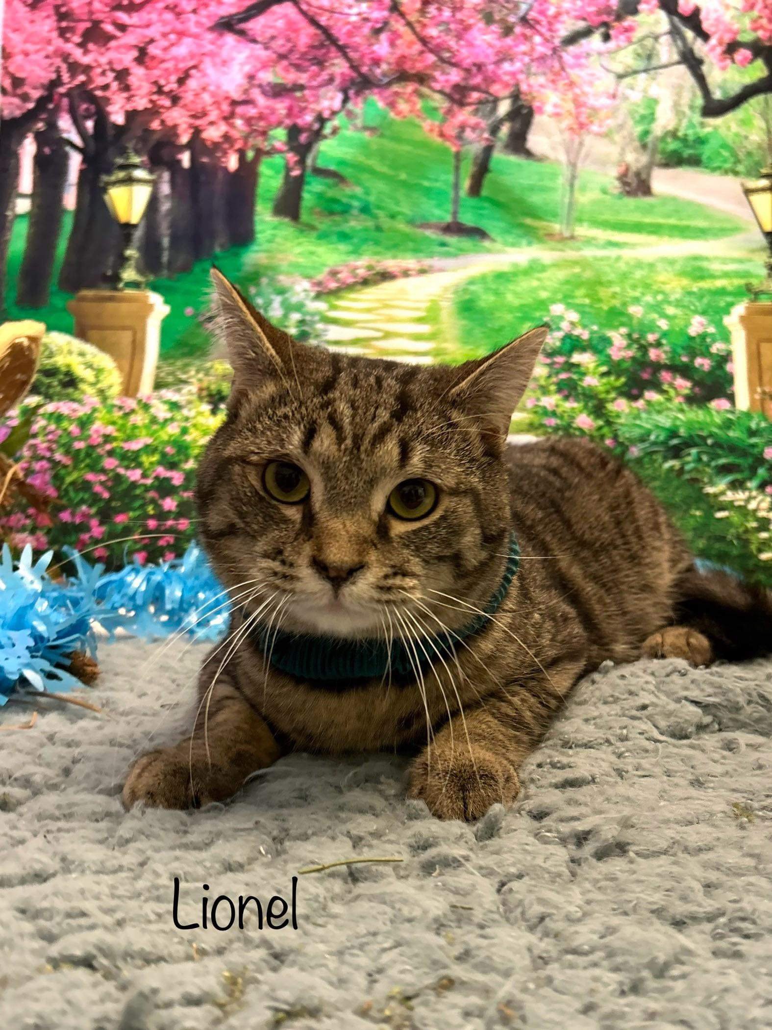 adoptable Cat in Harrisville, WV named Lionel