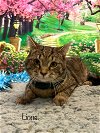 adoptable Cat in harrisville, RI named Lionel