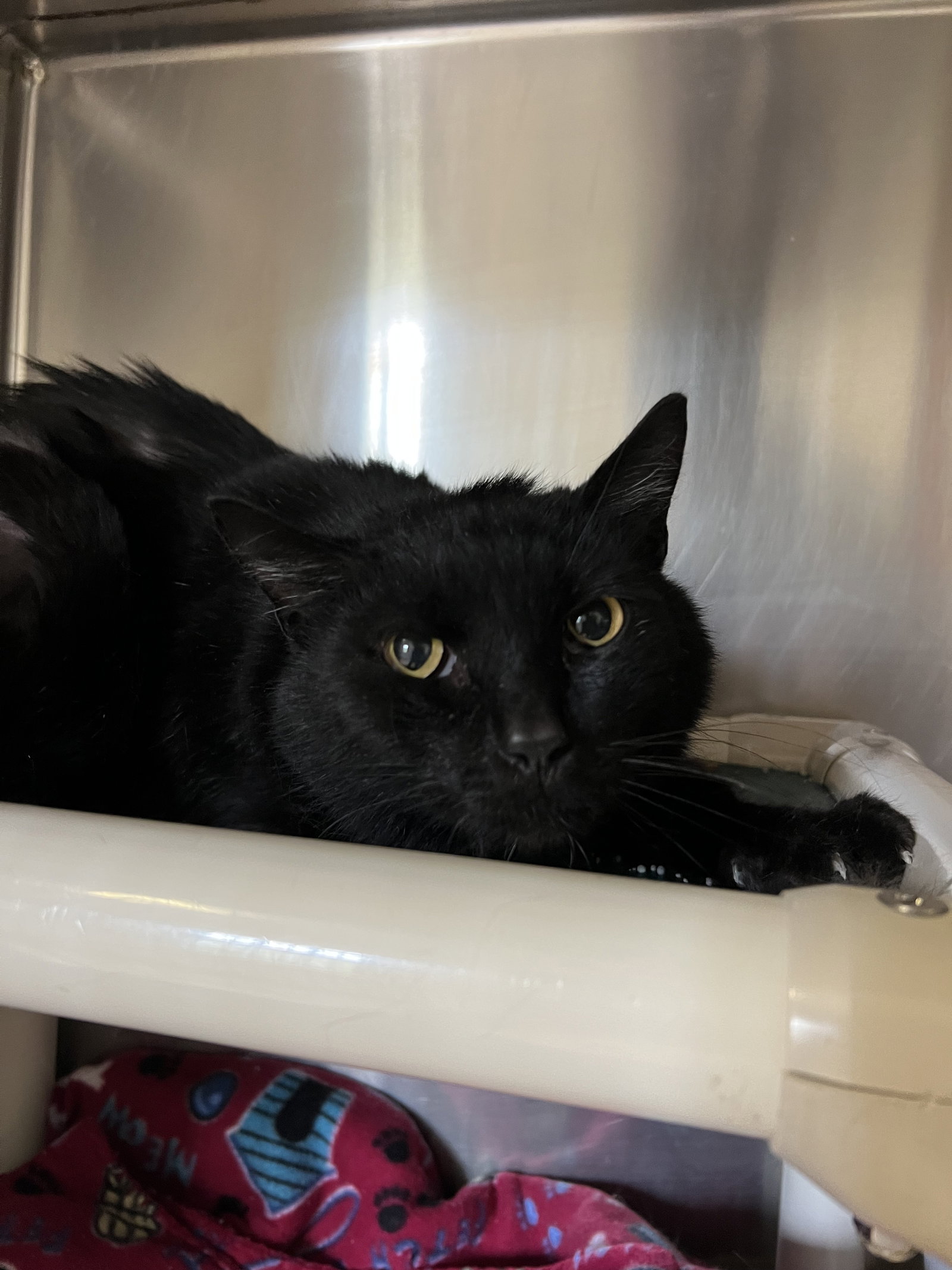 Cats for Adoption in Williamstown, West Virginia Alpha Paw