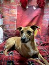 adoptable Dog in harrisville, RI named Magnolia
