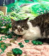 adoptable Cat in Harrisville, WV named Alice