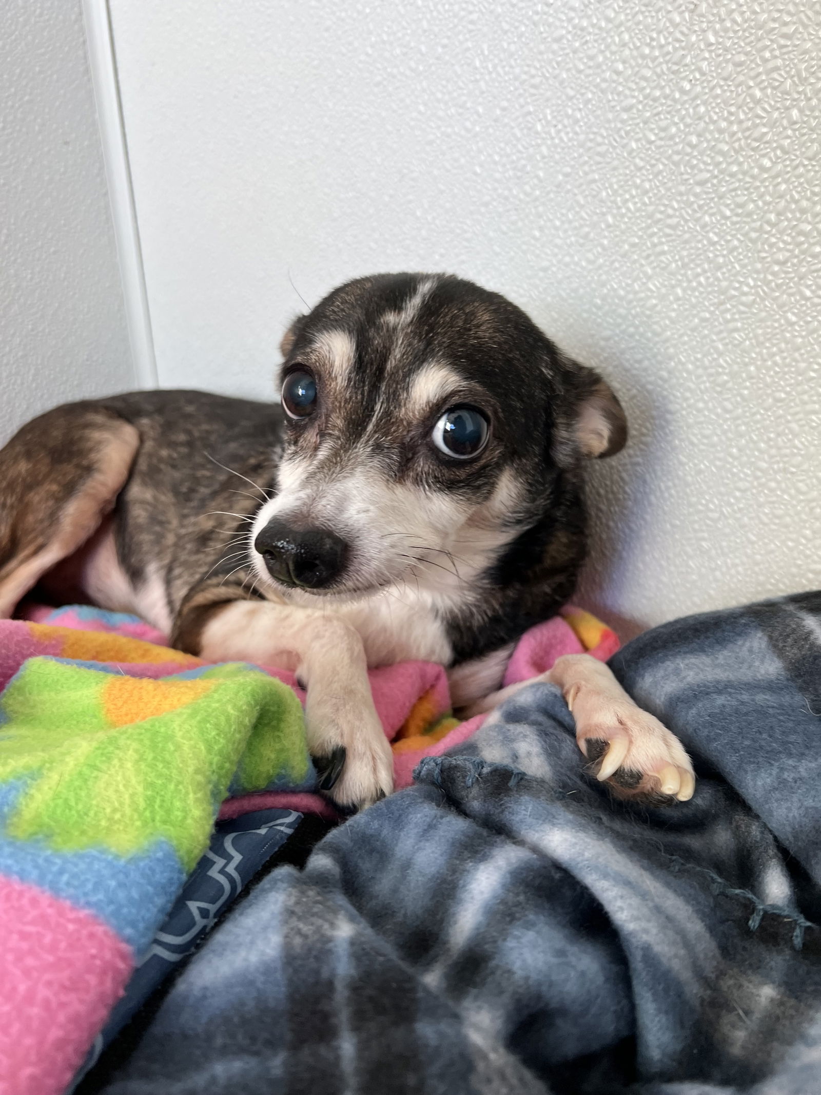 Dog for Adoption - Susie, a Chihuahua in Belpre, OH | Alpha Paw