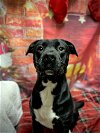adoptable Dog in harrisville, WV named Shadow
