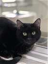 adoptable Cat in , WV named Robinson