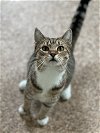 adoptable Cat in , WV named Peyton