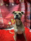 adoptable Dog in harrisville, WV named Rosie