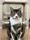 adoptable Cat in harrisville, WV named Julie