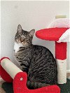 adoptable Cat in harrisville, RI named Mac