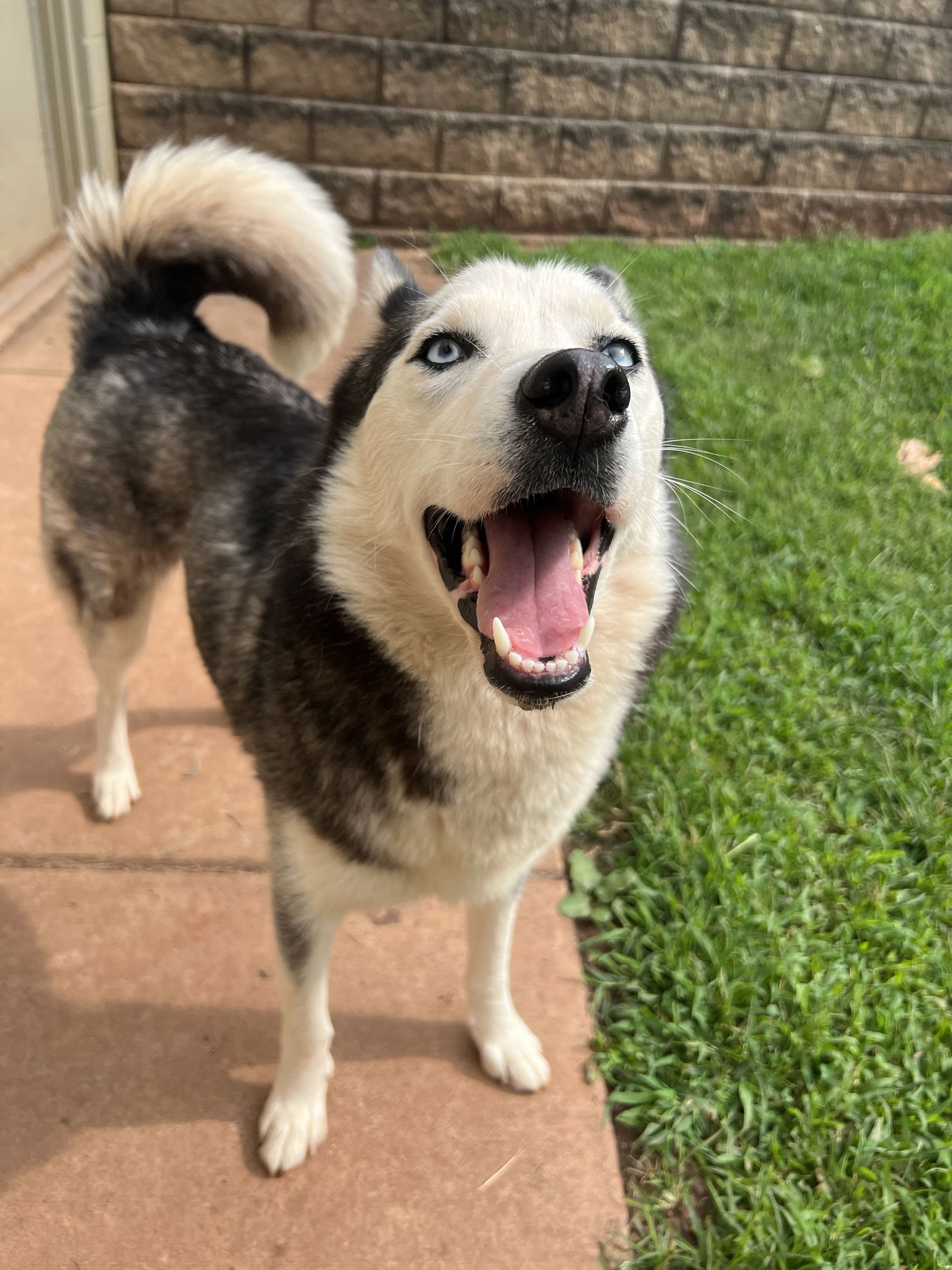 Dog for Adoption - Saber, a Husky in Tyler County, WV | Alpha Paw