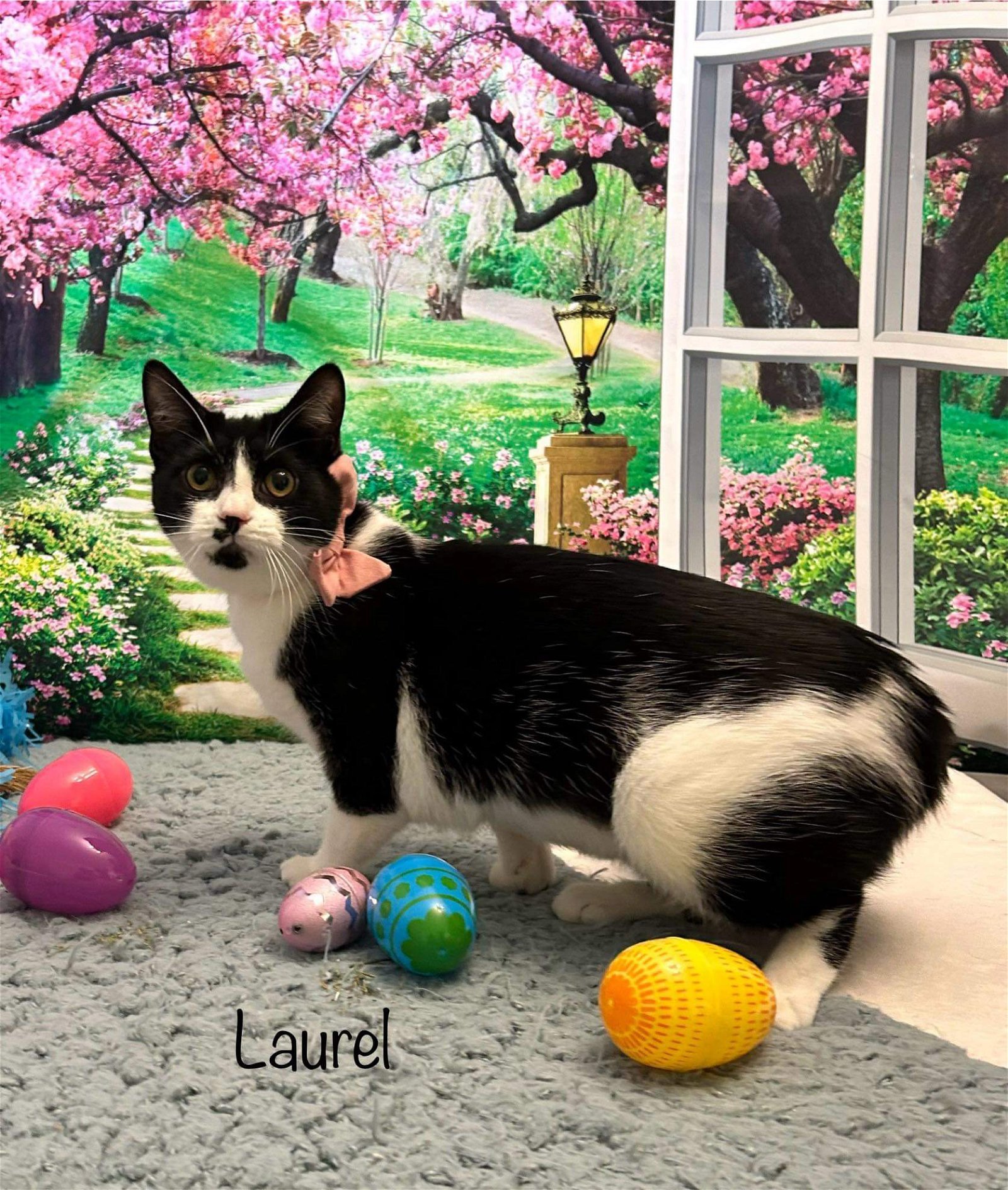 adoptable Cat in Harrisville, WV named Laurel