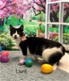 adoptable Cat in harrisville, WV named Laurel